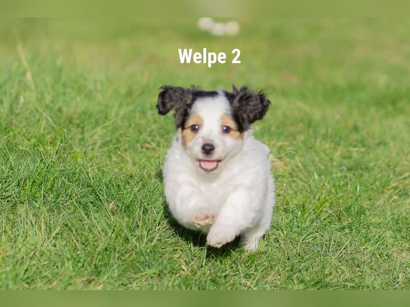 Welpe 2
