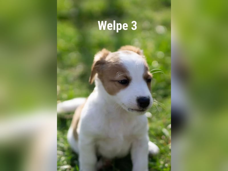 Welpe 3