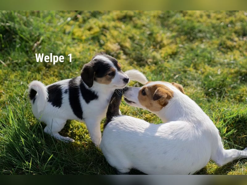 Welpe 1