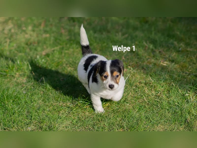 Welpe 1