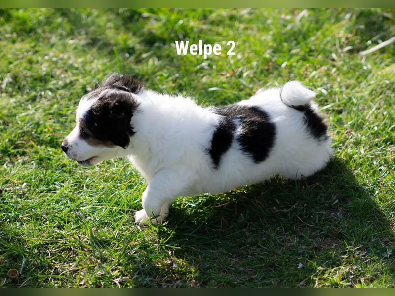 Welpe 2