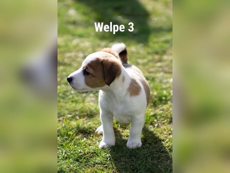 Welpe 3