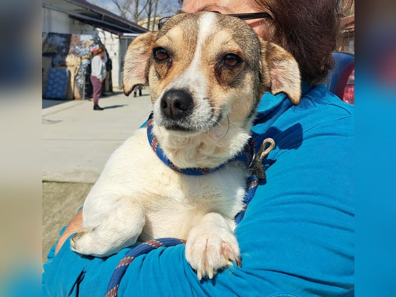 Jack Russel Mix Hündin Moira möchte Rumänien schnell verlassen
