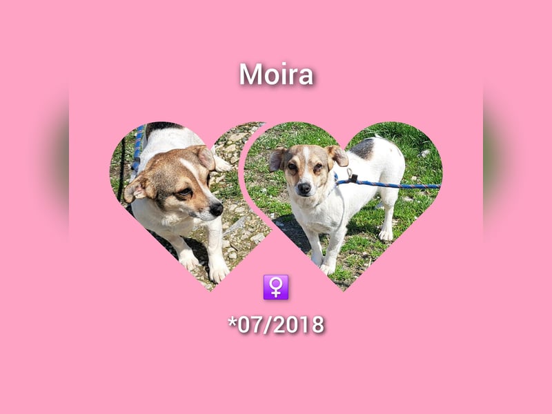 Jack Russel Mix Hündin Moira möchte Rumänien schnell verlassen