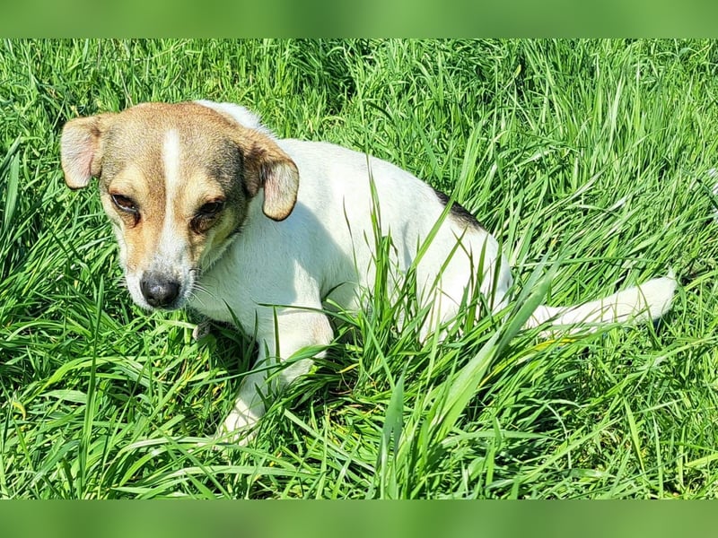 Jack Russel Mix Hündin Moira möchte Rumänien schnell verlassen