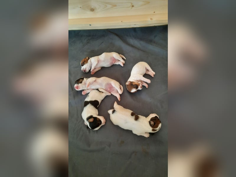 Jack Russel Rauhaar Terrier
