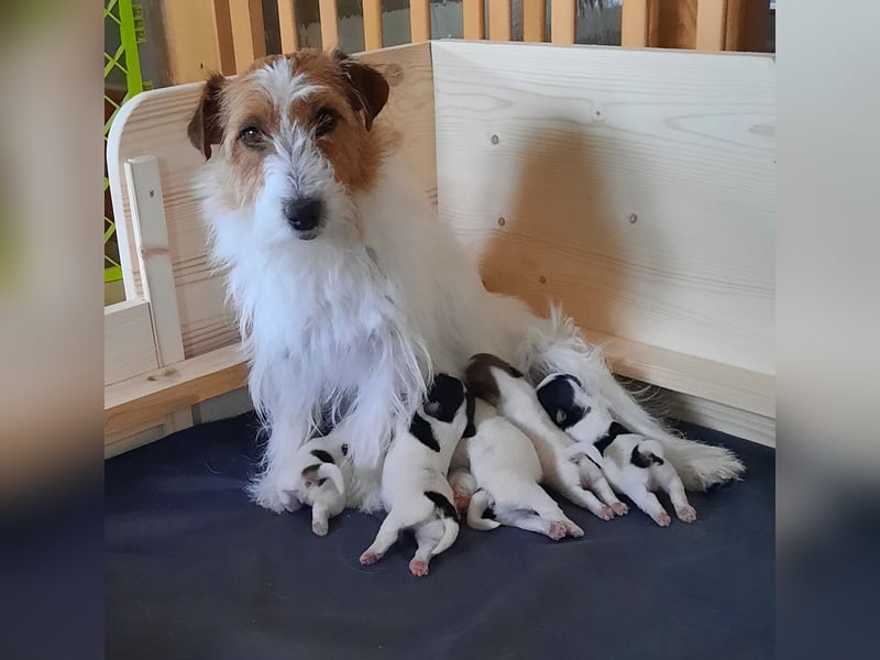 Jack Russel Rauhaar Terrier