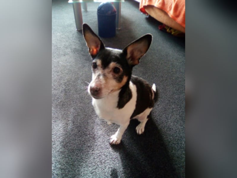 Buffy braucht dringend ein neues Zuhause