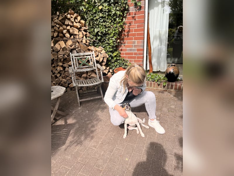 Quirlige Jack Russel Hündin sucht ihre Menschn