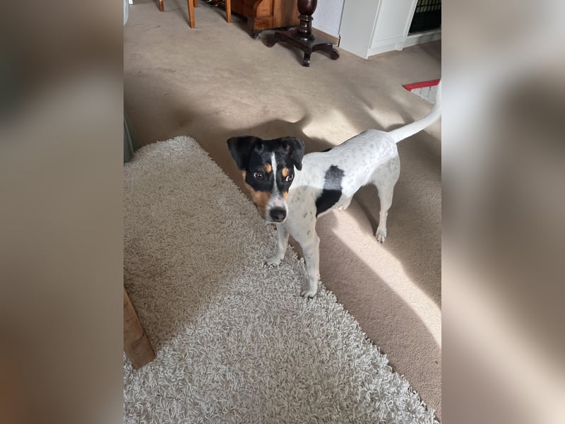 Quirlige Jack Russel Hündin sucht ihre Menschn