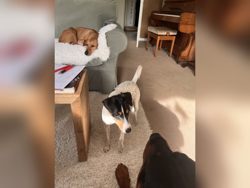 Quirlige Jack Russel Hündin sucht ihre Menschn