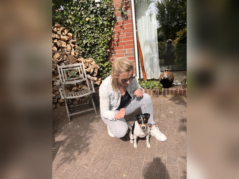 Quirlige Jack Russel Hündin sucht ihre Menschn