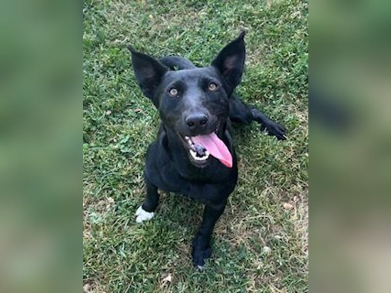 Jack Russelmischlingsmädchen Brigita sucht ein Zuhause