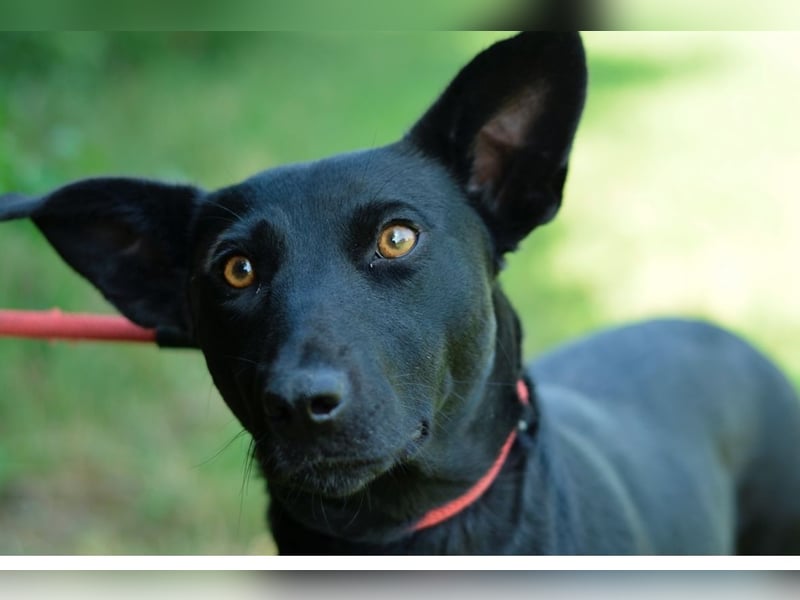 Jack Russelmischlingsmädchen Brigita sucht ein Zuhause