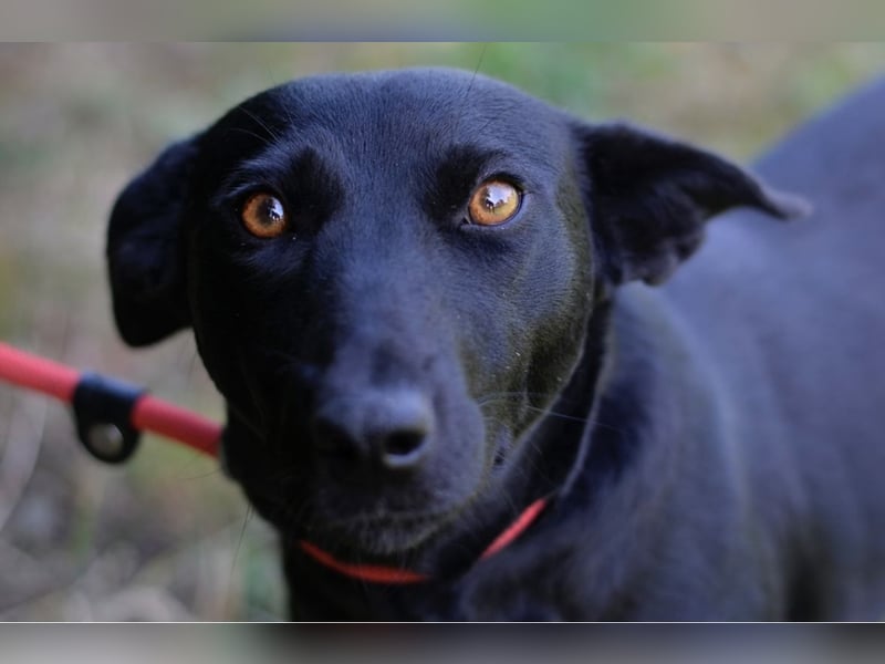 Jack Russelmischlingsmädchen Brigita sucht ein Zuhause