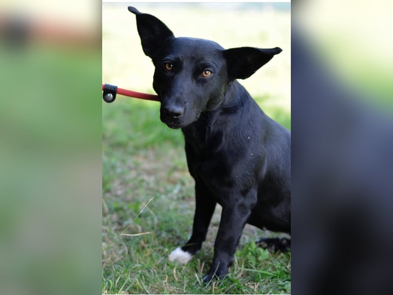 Jack Russelmischlingsmädchen Brigita sucht ein Zuhause