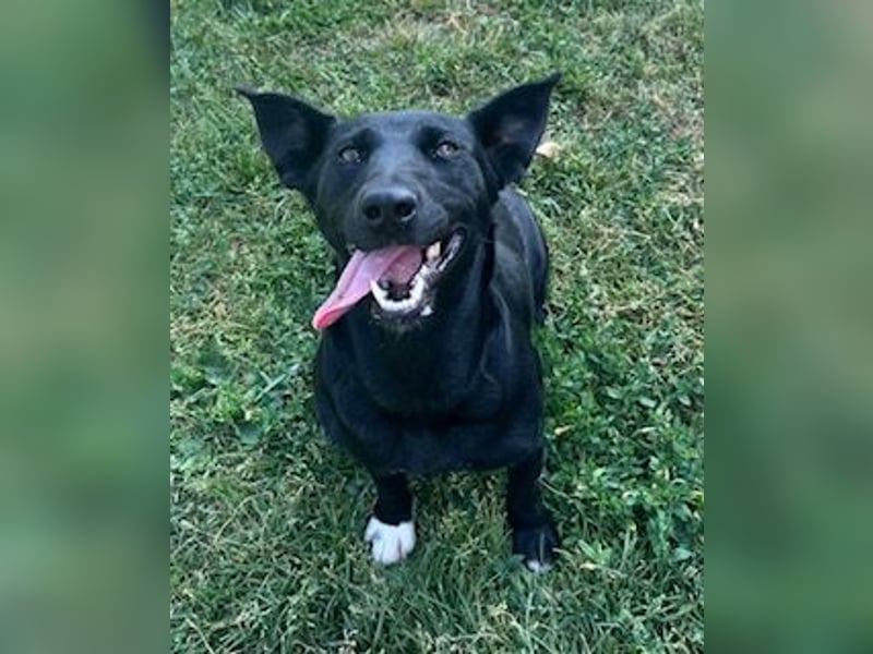 Jack Russelmischlingsmädchen Brigita sucht ein Zuhause