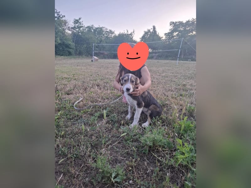 Maya, hübsche Mischlingshündin sucht ihre Familie ❤️