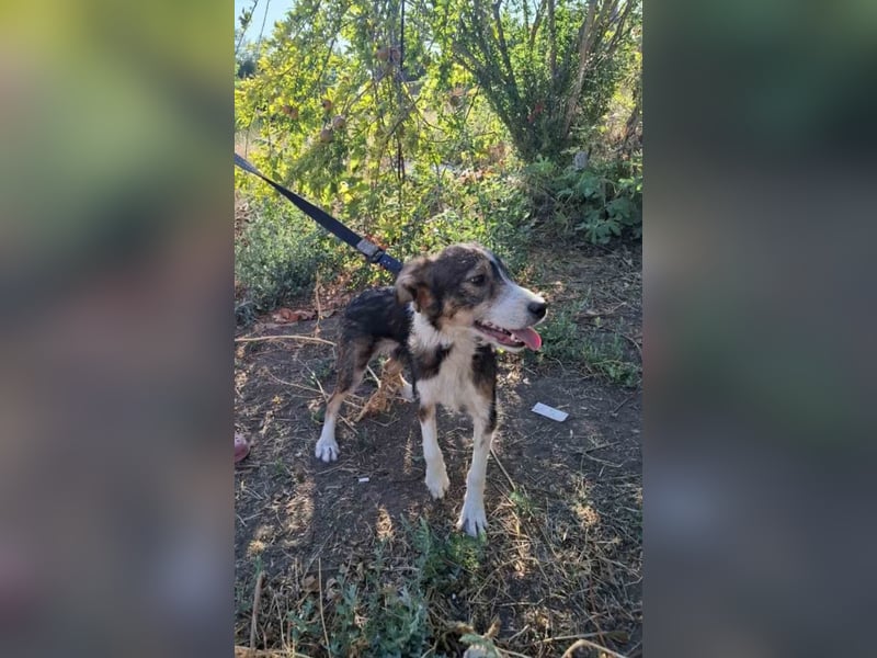 Maya, hübsche Mischlingshündin sucht ihre Familie ❤️