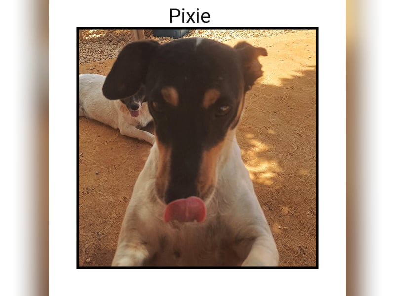 Katzenverträgliche Jack Russel Hündin PIXIE: lustig u. sozial sucht DICH!