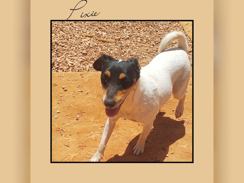 Katzenverträgliche Jack Russel Hündin PIXIE: lustig u. sozial sucht DICH!