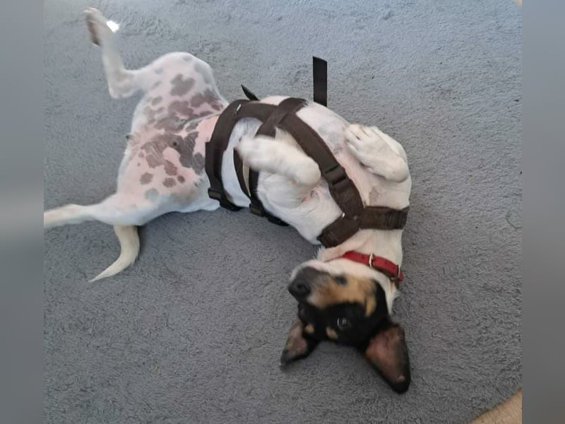 Anhängliche  Jack Russel Hündin PIXIE wartet in Friesenhagen auf Deinen Besuch!