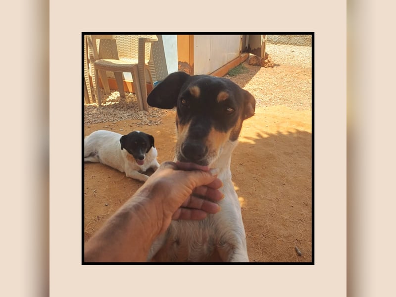 Katzenverträgliche Jack Russel Hündin PIXIE: lustig u. sozial sucht DICH!