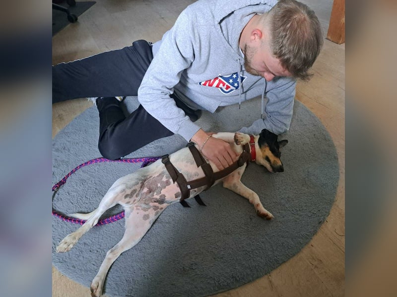 Anhängliche  Jack Russel Hündin PIXIE wartet in Friesenhagen auf Deinen Besuch!