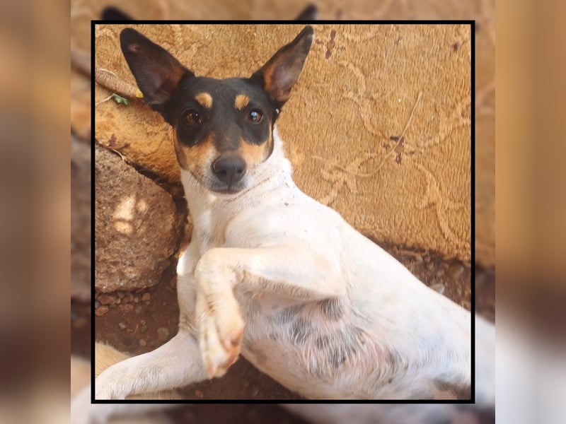 Katzenverträgliche Jack Russel Hündin PIXIE: lustig u. sozial sucht DICH!