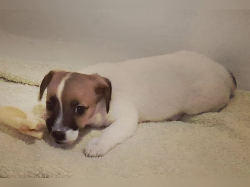 Jack Russell Terrier Welpen Wurfankündigung