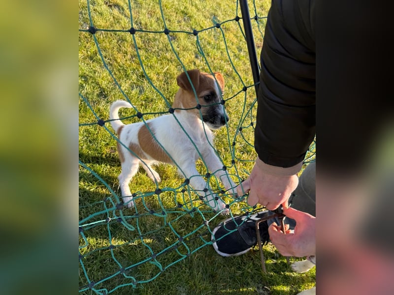 Jack Russell Terrier Welpen Wurfankündigung