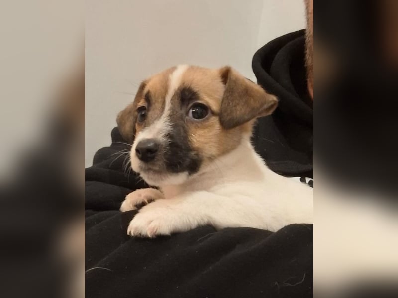 Jack Russell Terrier Welpen Wurfankündigung