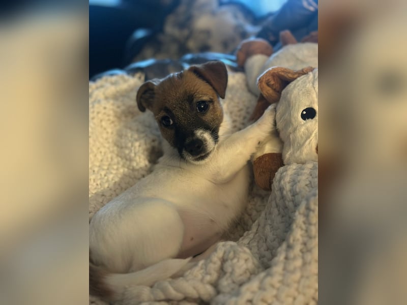 Jack Russell Terrier Welpen Wurfankündigung