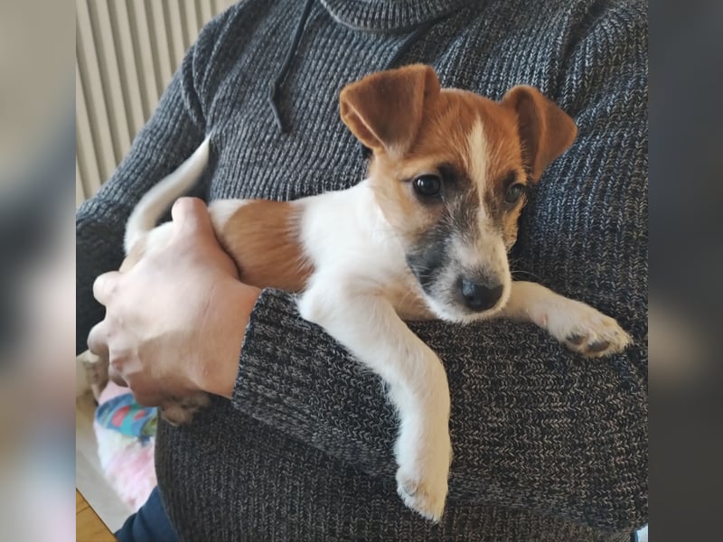 Jack Russell Terrier Welpen Wurfankündigung