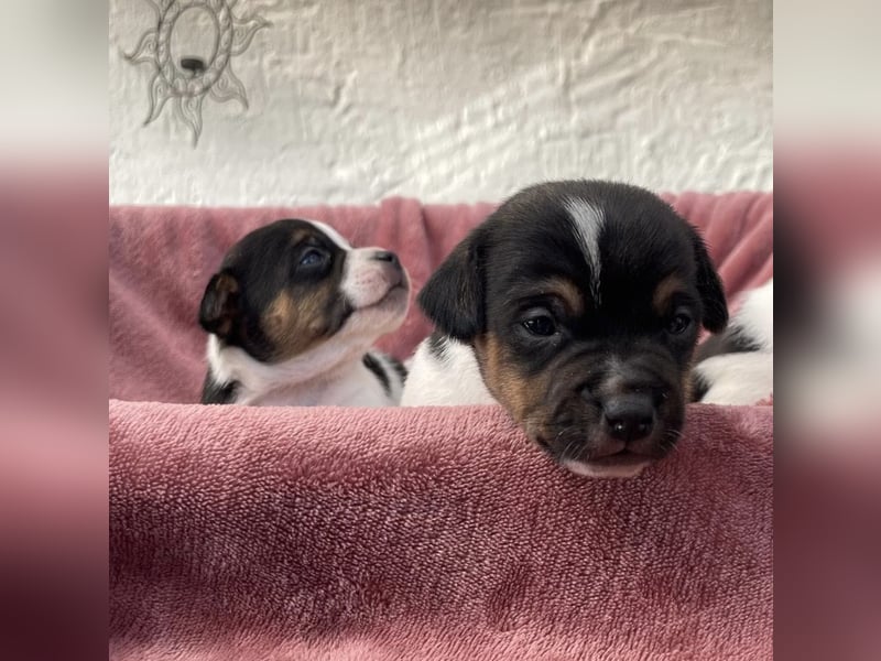 Jack-Russell-Terrier-Welpen _ reingezogen - kurzbeinig