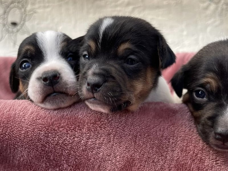Jack-Russell-Terrier-Welpen _ reingezogen - kurzbeinig
