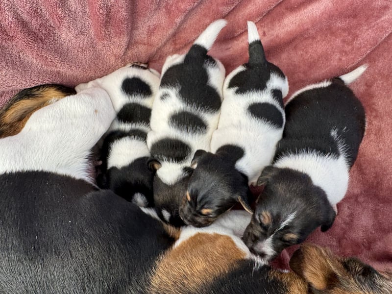 Jack-Russell-Terrier-Welpen _ reingezogen - kurzbeinig
