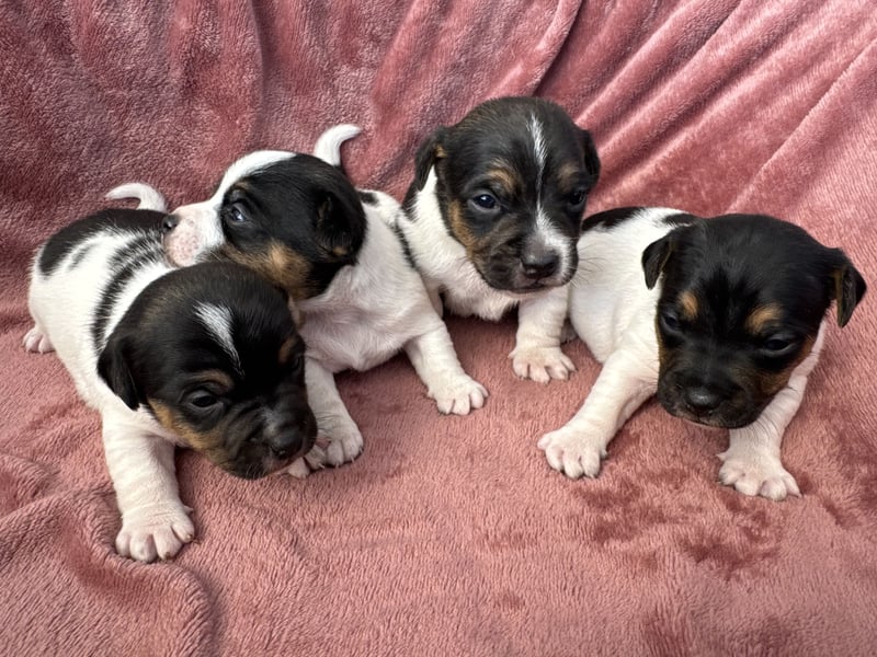 Jack-Russell-Terrier-Welpen _ reingezogen - kurzbeinig