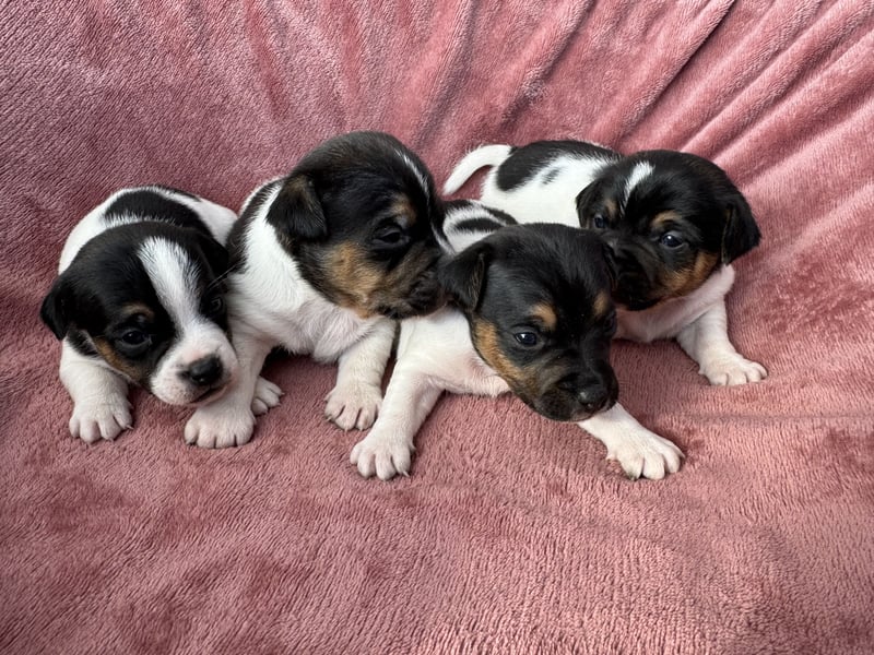 Jack-Russell-Terrier-Welpen _ reingezogen - kurzbeinig