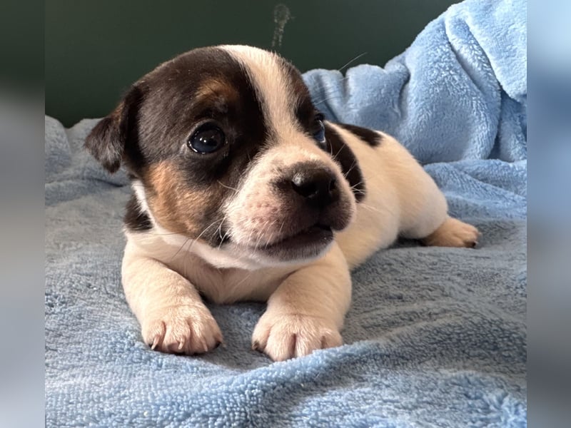 Jack-Russell-Terrier-Welpen _ reingezogen - kurzbeinig