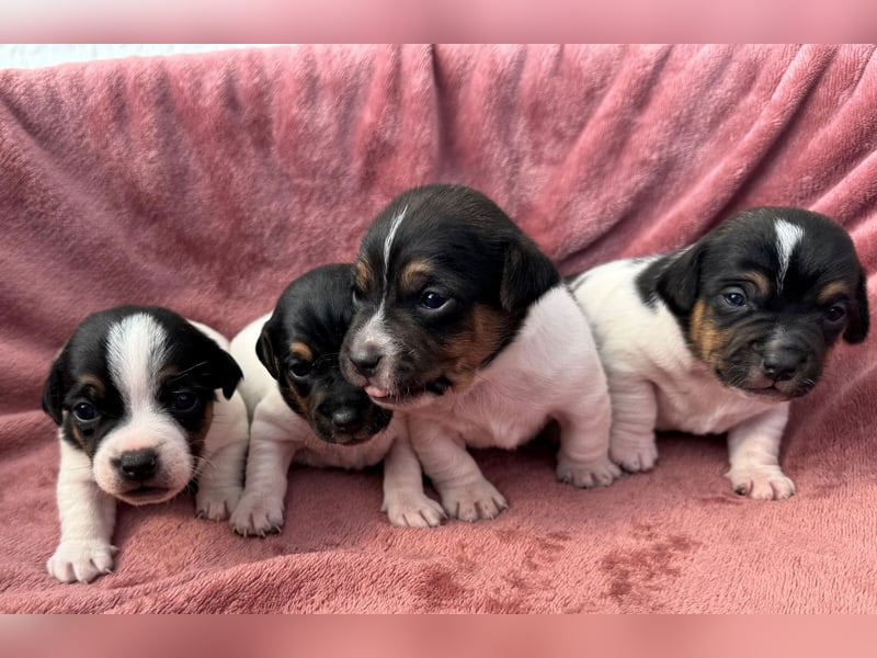 Jack-Russell-Terrier-Welpen _ reingezogen - kurzbeinig