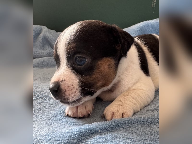 Jack-Russell-Terrier-Welpen _ reingezogen - kurzbeinig