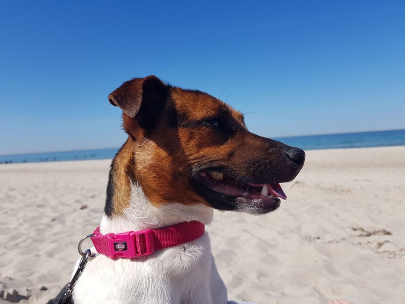 Jack-Russell-Terrier-Welpen _ reingezogen - kurzbeinig
