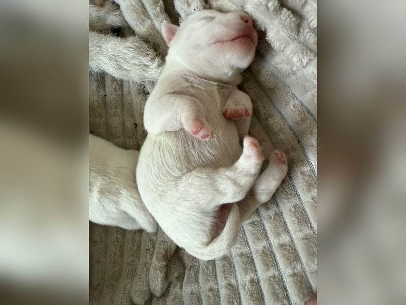 Jack Russell Terrier Welpen mit Papieren