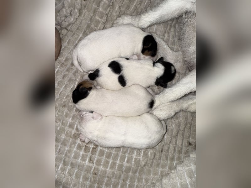 Jack Russell Terrier Welpen mit Papieren