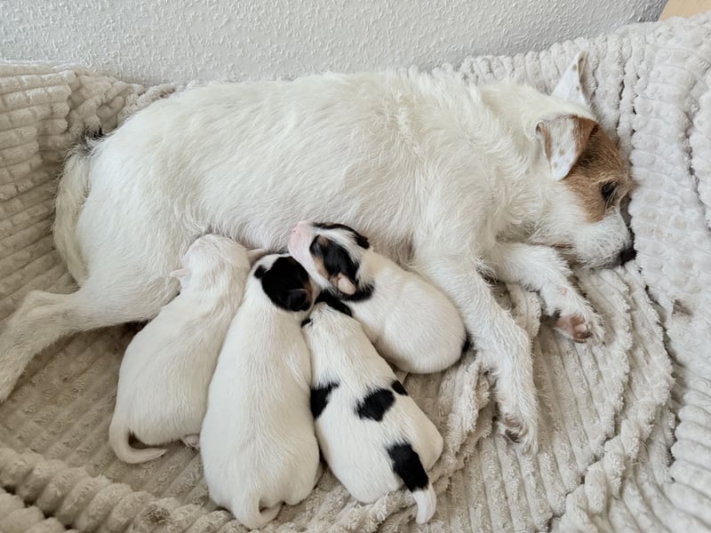 Jack Russell Terrier Welpen mit Papieren