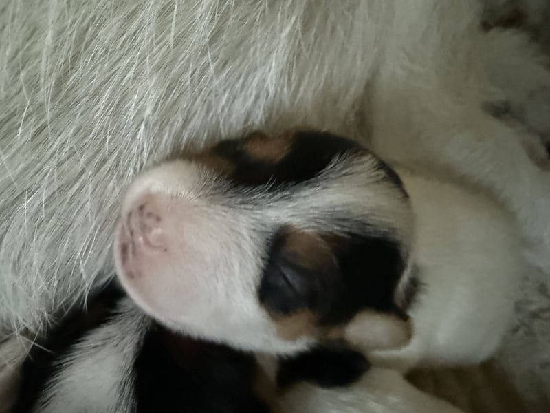 Jack Russell Terrier Welpen mit Papieren