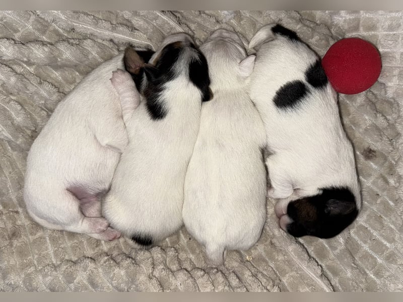 Jack Russell Terrier Welpen mit Papieren