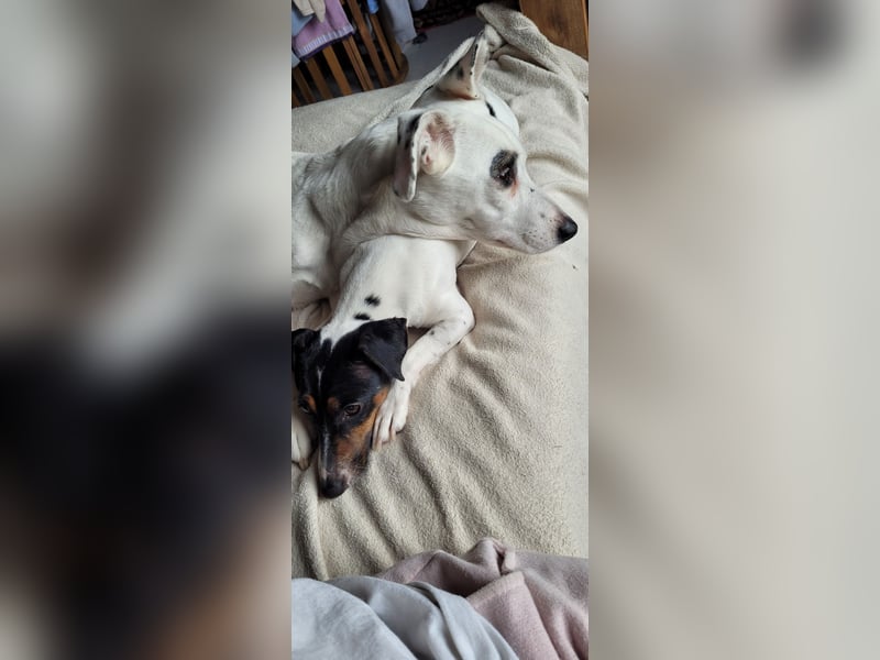 Süße Jack Russel Hündin abzugeben