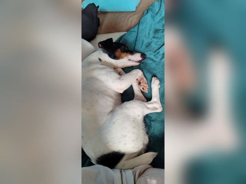 Süße Jack Russel Hündin abzugeben